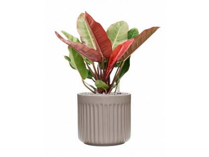 45756 1 philodendron prince of orange v obalu doric natural substrat vulkastrat prumer 35 cm