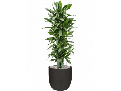 45780 1 dracaena fragrans janet lind v obalu capi urban smooth nl substrat vulkastrat prumer 43 cm