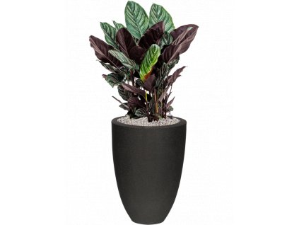 45837 1 calathea sanderiana v obalu capi urban smooth nl substrat vulkastrat prumer 36 cm