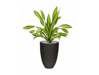 45840 1 dracaena fragrans charley v obalu capi urban smooth nl substrat vulkastrat prumer 36 cm