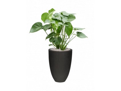 45843 1 monstera deliciosa v obalu capi urban smooth nl substrat vulkastrat prumer 36 cm