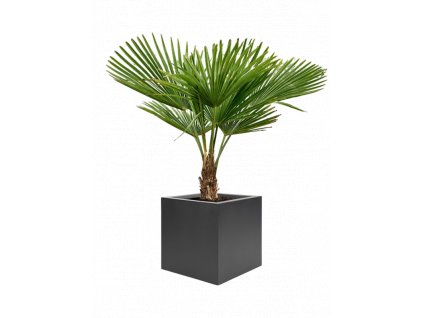 45867 1 trachycarpus fortunei v obalu stretto substrat prumer 40 cm