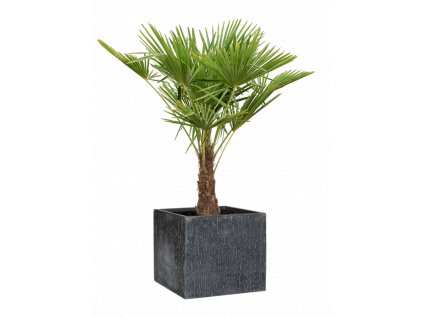 45870 1 trachycarpus fortunei v obalu baq raindrop substrat prumer 50 cm