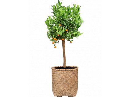 45885 1 citrus citrofortunella calamondin v obalu bohemian substrat prumer 48 cm