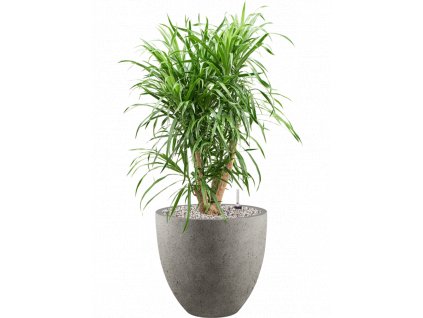 45933 1 pleomele dracaena anita v obalu grigio substrat vulkastrat prumer 32 cm