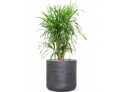 45939 1 pleomele dracaena anita v obalu baq angle substrat vulkastrat prumer 30 cm