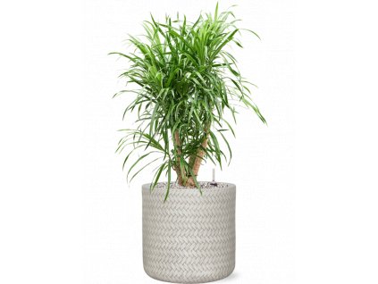 45942 1 pleomele dracaena anita v obalu baq angle substrat vulkastrat prumer 30 cm