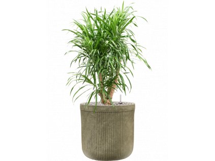 45945 1 pleomele dracaena anita v obalu baq vertical rib substrat vulkastrat prumer 30 cm