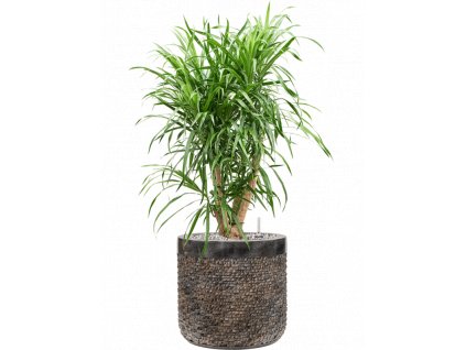 45951 1 pleomele dracaena anita v obalu baq luxe lite universe layer substrat vulkastrat prumer 28 cm