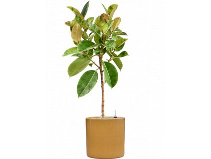 45990 1 ficus elastica shivereana moonshine v obalu cylinder substrat vulkastrat prumer 40 cm