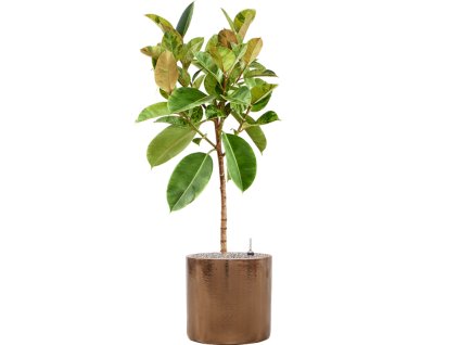 45993 1 ficus elastica shivereana moonshine v obalu cylinder substrat vulkastrat prumer 40 cm