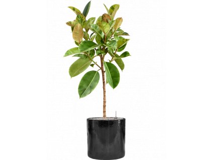 45996 1 ficus elastica shivereana moonshine v obalu cylinder substrat vulkastrat prumer 40 cm