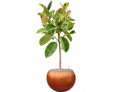 45999 1 ficus elastica shivereana moonshine v obalu baq metallic substrat vulkastrat prumer 50 cm