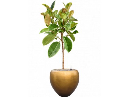 46002 1 ficus elastica shivereana moonshine v obalu baq metallic substrat vulkastrat prumer 50 cm