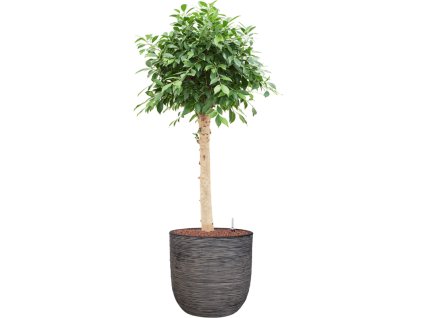 46026 1 ficus microcarpa nitida v obalu capi nature rib nl hydroponie prumer 43 cm