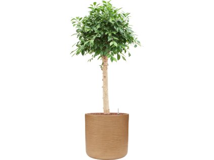 46041 1 ficus microcarpa nitida v obalu baq dune hydroponie prumer 44 cm