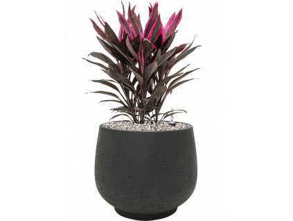 46047 1 cordyline fruticosa tango v obalu rough substrat vulkastrat prumer 31 cm