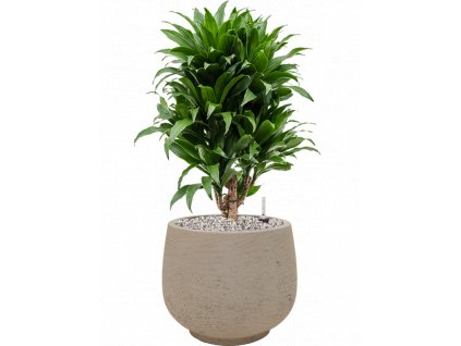 46080 1 dracaena fragrans compacta v obalu rough substrat vulkastrat prumer 31 cm