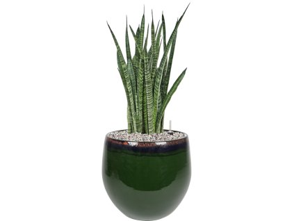 46098 1 sansevieria zeylanica narrow v obalu charlotte substrat vulkastrat prumer 29 cm