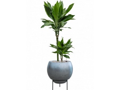 46113 1 dracaena fragrans janet lind v obalu baq metallic silver leaf substrat vulkastrat prumer 34 cm