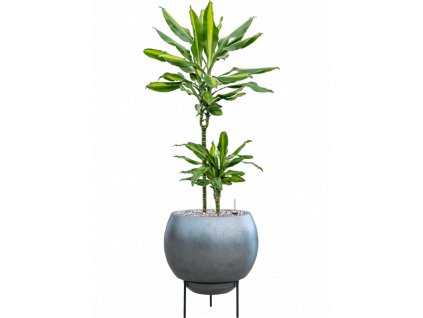 46116 1 dracaena fragrans cintho v obalu baq metallic silver leaf substrat vulkastrat prumer 34 cm