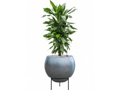 46119 1 dracaena fragrans janet lind v obalu baq metallic silver leaf substrat vulkastrat prumer 34 cm