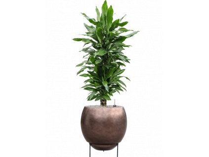 46137 1 dracaena fragrans janet lind v obalu baq metallic silver leaf substrat vulkastrat prumer 48 cm