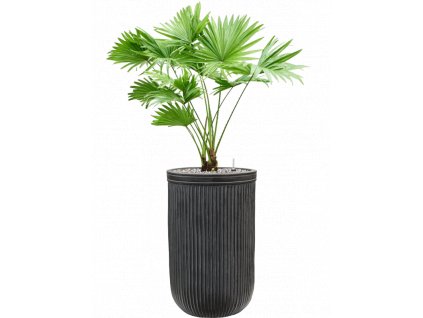 46167 1 livistonia rotundifolia v obalu baq vertical rib substrat vulkastrat prumer 30 cm