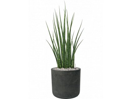 46236 1 sansevieria cylindrica fernwood mikado v obalu rough substrat vulkastrat prumer 24 cm