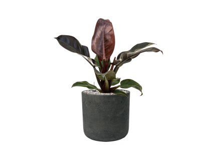 46242 1 philodendron imperial red v obalu rough substrat vulkastrat prumer 24 cm