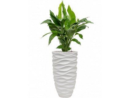 46251 1 spathiphyllum sweet lauretta v obalu baq luxe lite glossy sea substrat vulkastrat prumer 33 cm