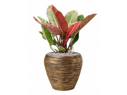 46275 1 philodendron prince of orange v obalu capi nature rib nl substrat vulkastrat prumer 42 cm