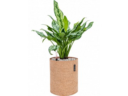 46302 1 aglaonema miss julliette v obalu lechuza trendcover 23 cork substrat vulkastrat prumer 23 cm