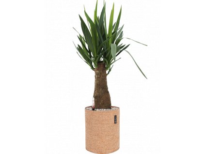 46323 1 yucca elephantipes v obalu lechuza trendcover 23 cork substrat vulkastrat prumer 23 cm