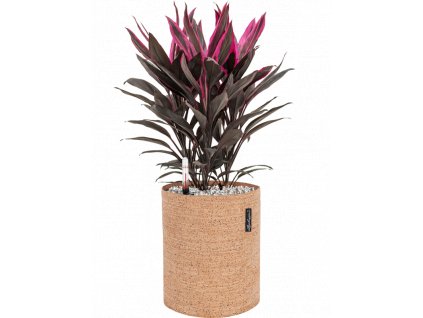 46329 1 cordyline fruticosa tango v obalu lechuza trendcover 23 cork substrat vulkastrat prumer 23 cm