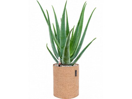 46338 1 aloe vera barbadensis v obalu lechuza trendcover 23 cork substrat vulkastrat prumer 23 cm