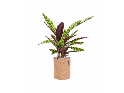 46353 1 calathea insignis v obalu lechuza trendcover 23 cork substrat vulkastrat prumer 23 cm