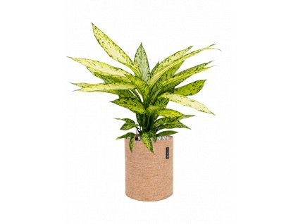 46356 1 dieffenbachia vesuvius v obalu lechuza trendcover 23 cork substrat vulkastrat prumer 23 cm