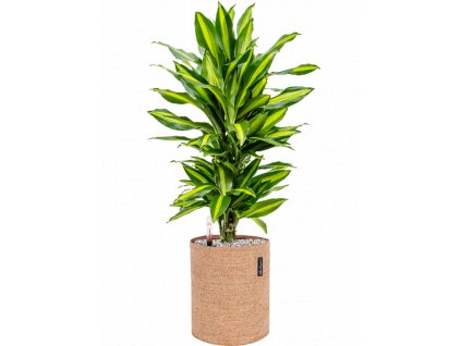 46383 1 dracaena fragrans cintho v obalu lechuza trendcover 23 cork substrat vulkastrat prumer 23 cm