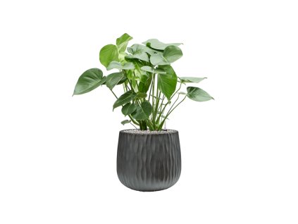 46401 1 monstera deliciosa v obalu wave substrat vulkastrat prumer 42 cm