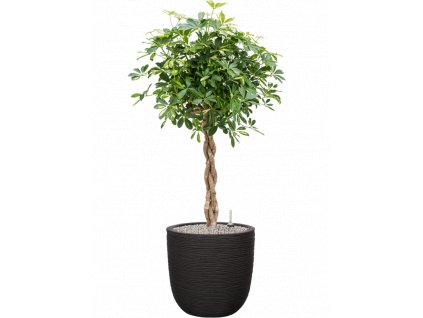 46470 1 schefflera arboricola gold capella v obalu capi nature rib nl substrat vulkastrat prumer 43 cm