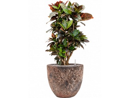 46491 1 croton codiaeum variegatum petra v obalu baq lava substrat vulkastrat prumer 36 cm