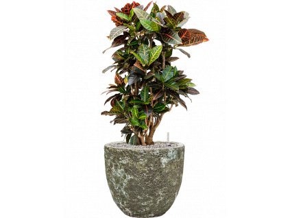 46494 1 croton codiaeum variegatum petra v obalu baq lava substrat vulkastrat prumer 36 cm