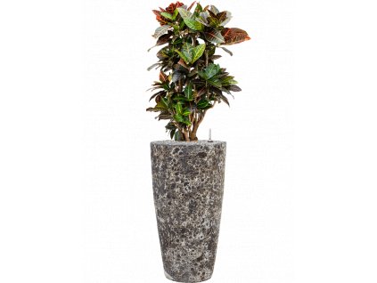 46500 1 croton codiaeum variegatum petra v obalu baq lava substrat vulkastrat prumer 35 cm