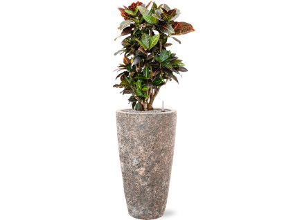 46503 1 croton codiaeum variegatum petra v obalu baq lava substrat vulkastrat prumer 35 cm