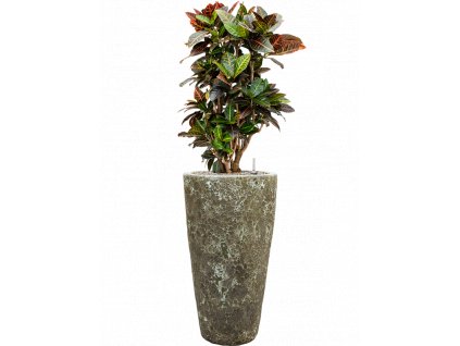 46506 1 croton codiaeum variegatum petra v obalu baq lava substrat vulkastrat prumer 35 cm