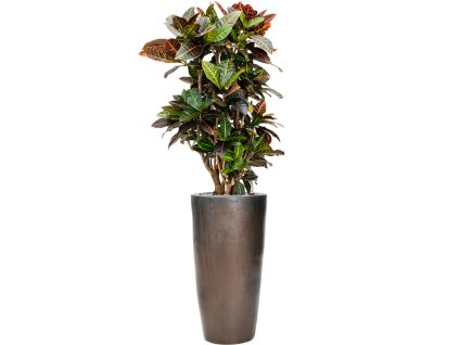 46518 1 croton codiaeum variegatum petra v obalu plain substrat vulkastrat prumer 36 cm