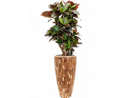 46524 1 croton codiaeum variegatum petra v obalu baq facets jenga substrat vulkastrat prumer 35 cm