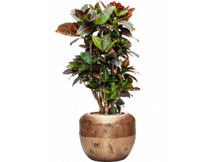 46527 1 croton codiaeum variegatum petra v obalu baq opus raw substrat vulkastrat prumer 50 cm