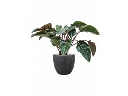 46593 1 philodendron red beauty v obalu baq raindrop substrat vulkastrat prumer 37 cm